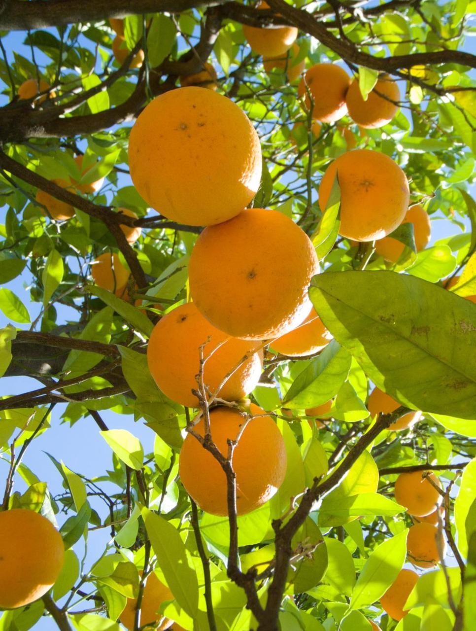 I Giardini Di Cataldo Sorrento Βίλα Εξωτερικό φωτογραφία